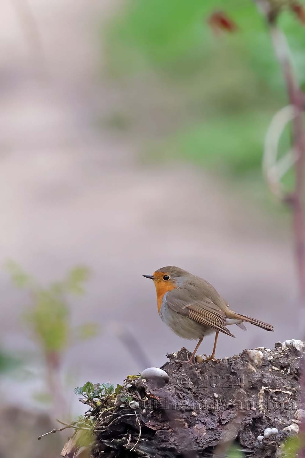 Erithacus rubecula - Rouge-gorge familier