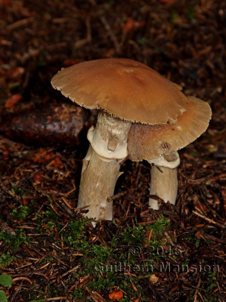 Cortinarius caperatus