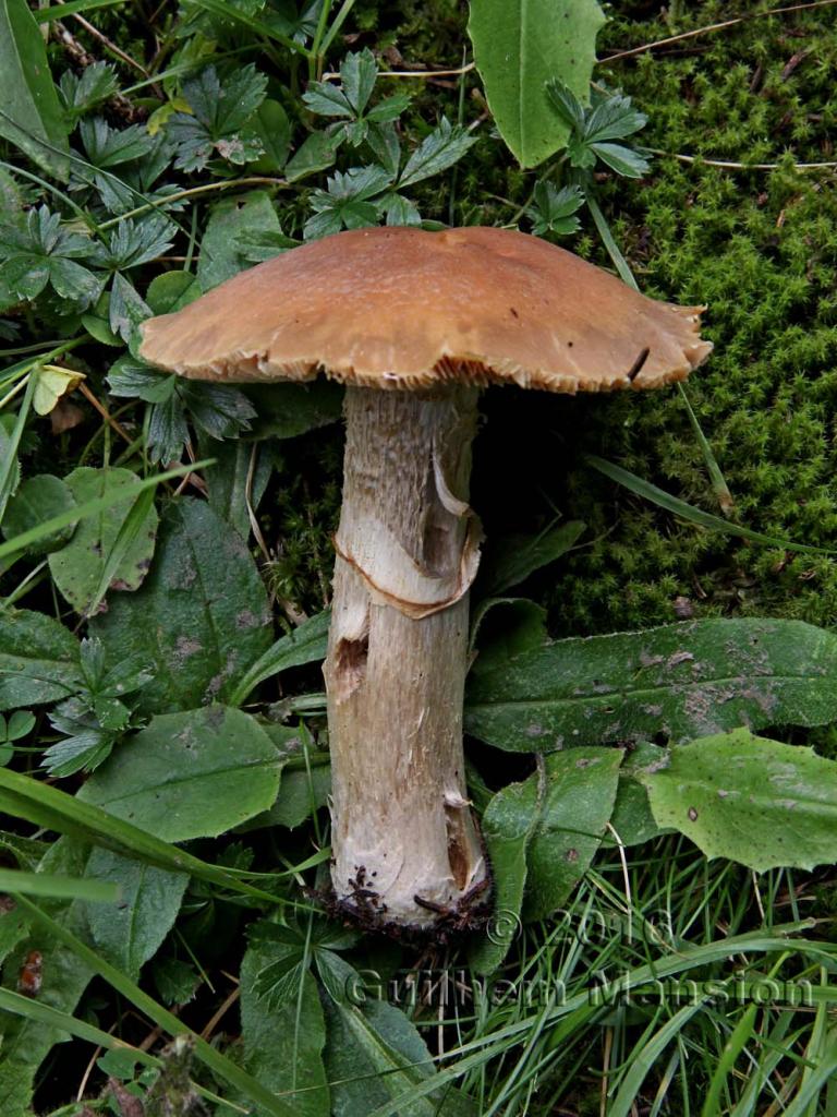 Cortinarius caperatus