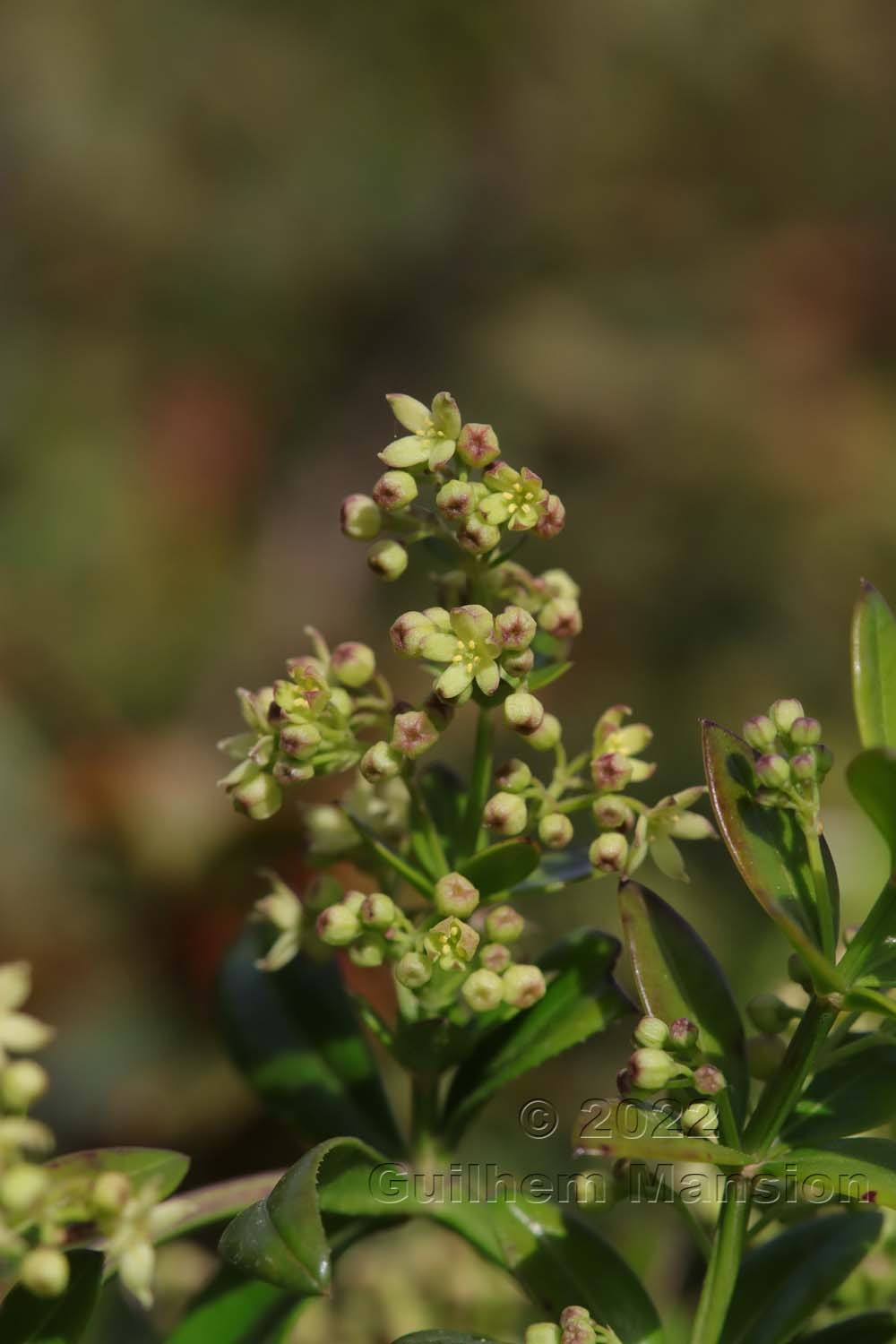 Rubia peregrina