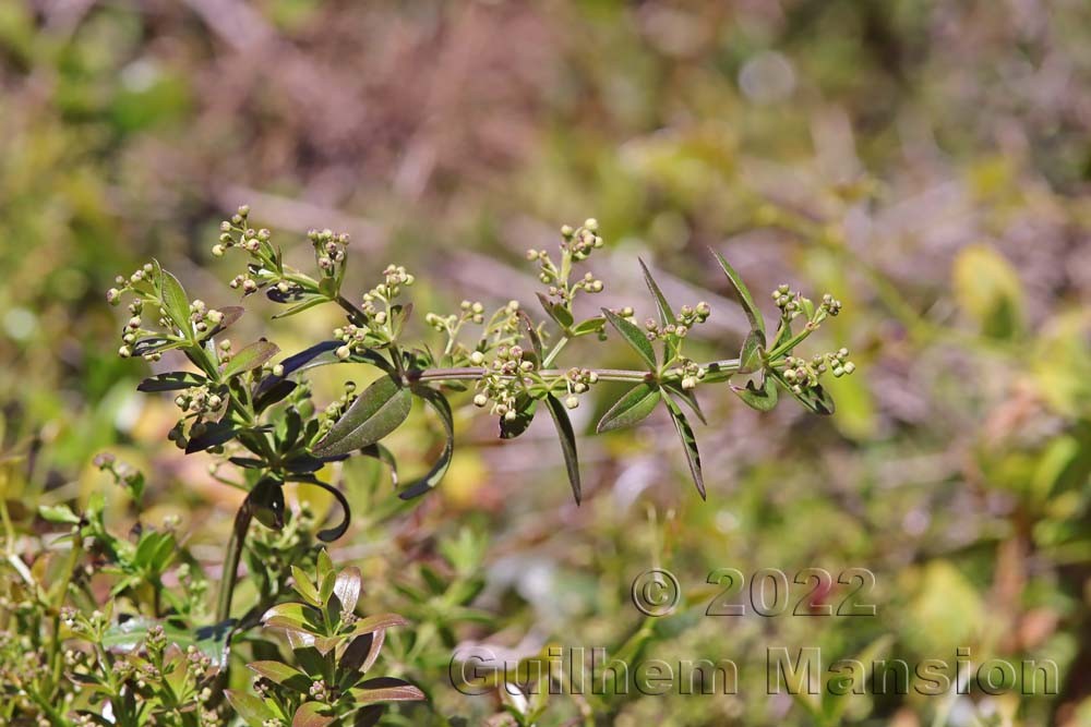 Rubia peregrina