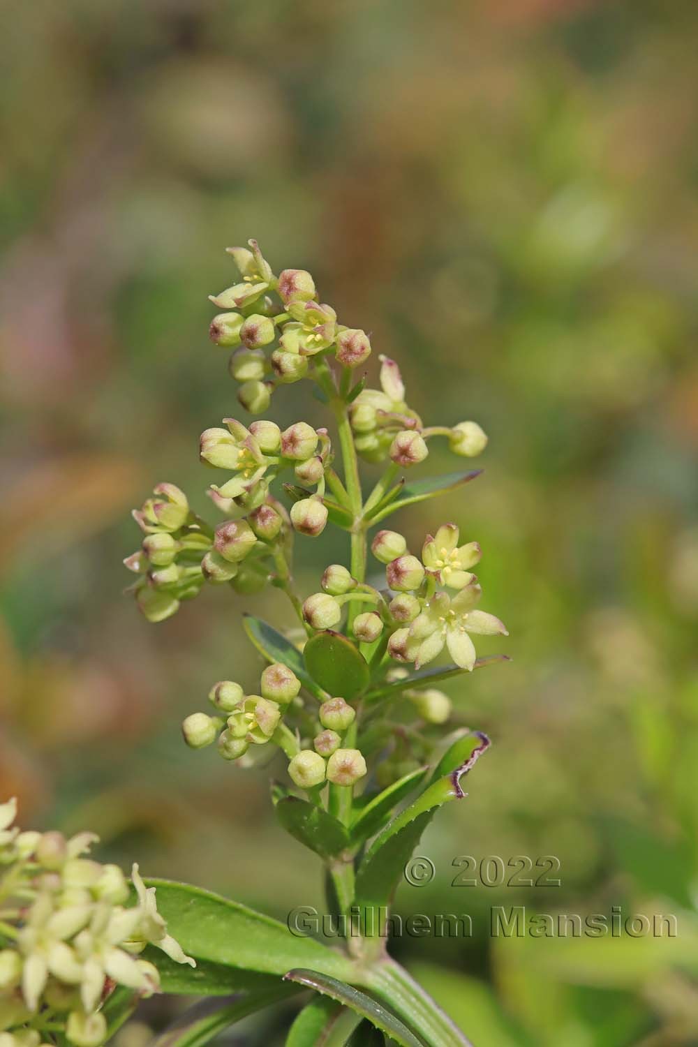 Rubia peregrina