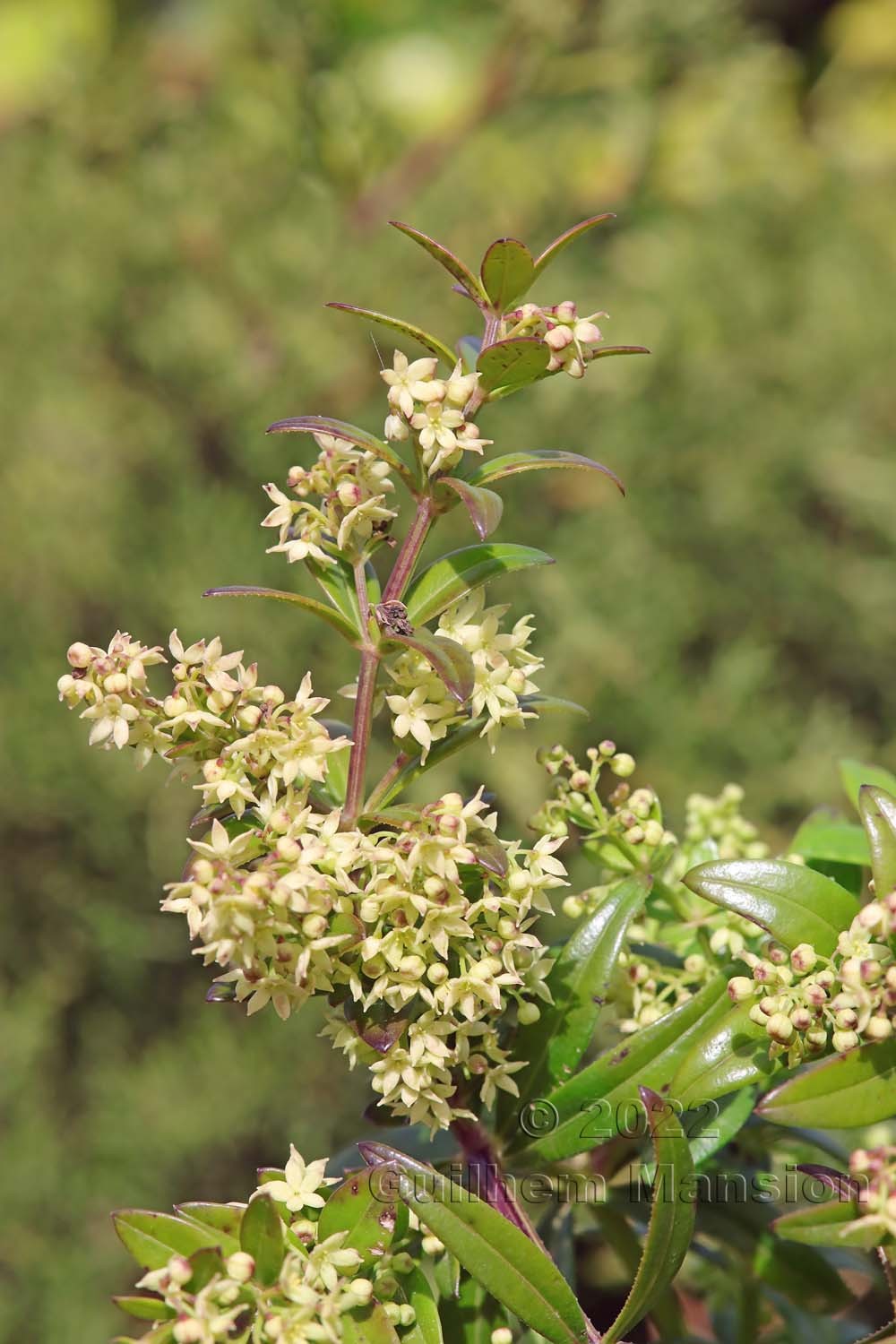 Rubia peregrina