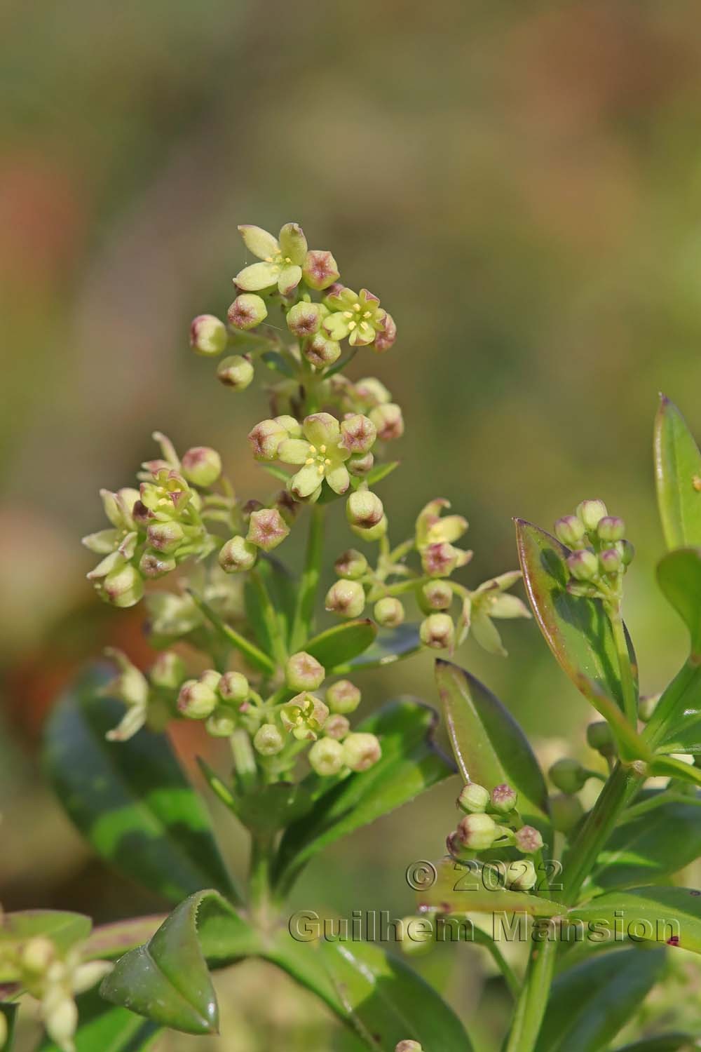 Rubia peregrina