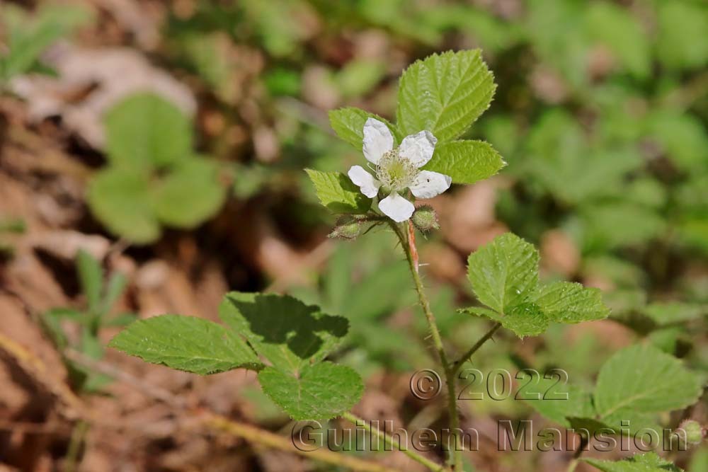 Rubus caesius