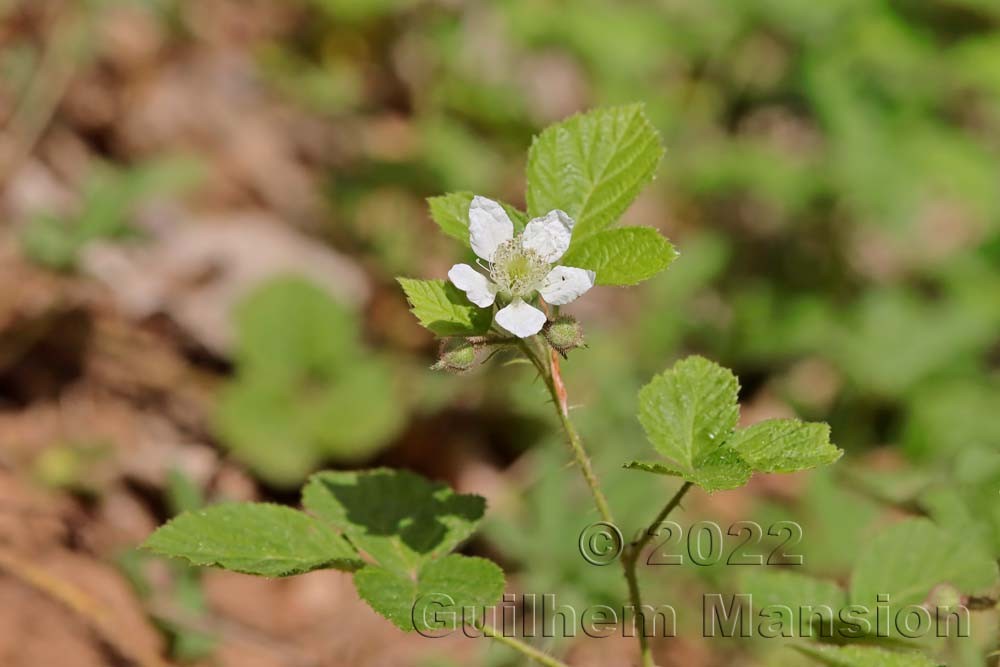 Rubus caesius