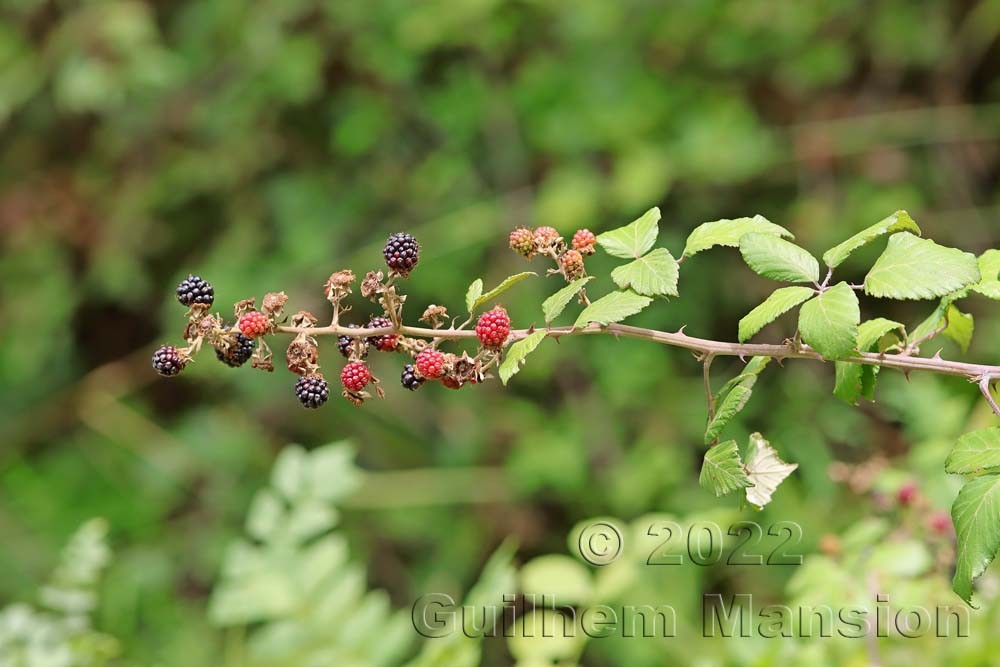 Rubus fruticosus