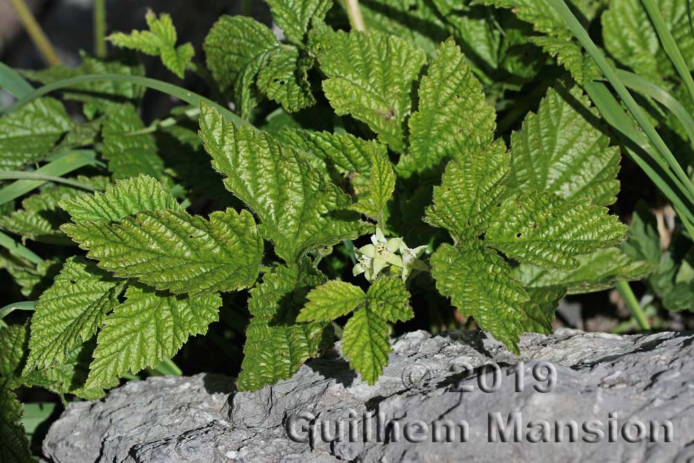 Rubus saxatilis