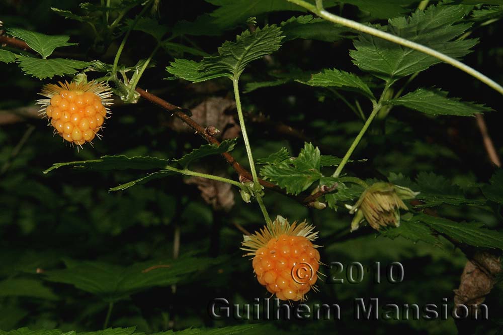 Rubus spectabilis