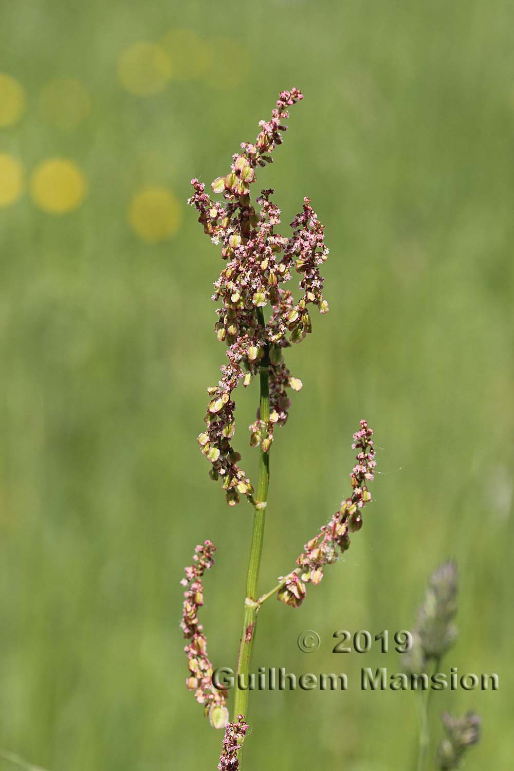 Rumex acetosa