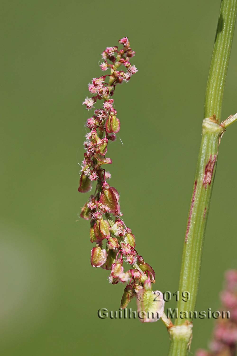 Rumex acetosa