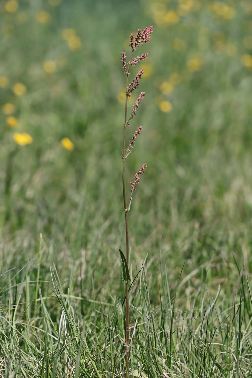 Rumex acetosa