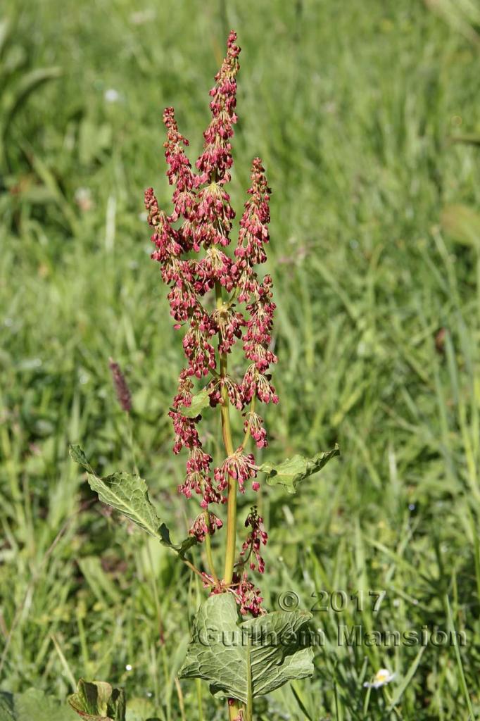 Rumex acetosa 2