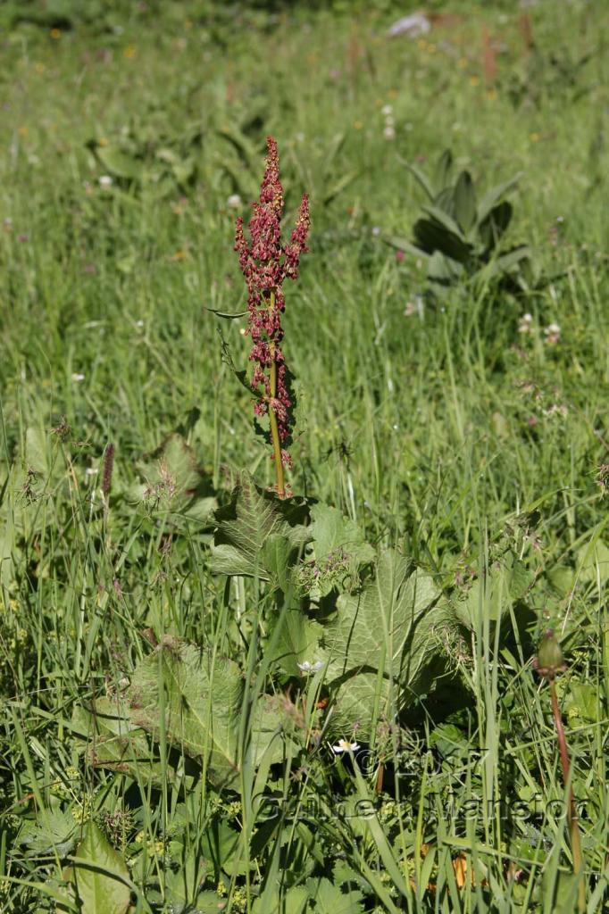 Rumex acetosa