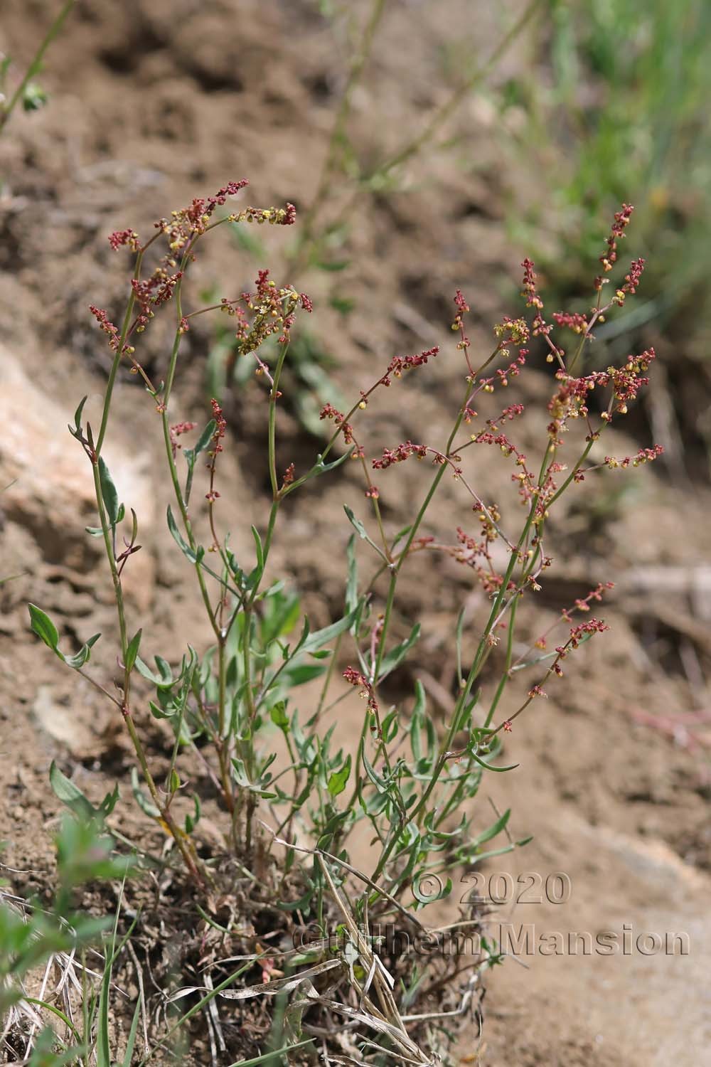 Rumex acetosella