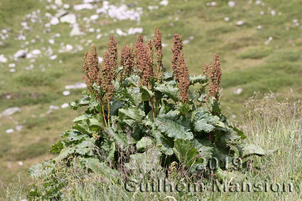 Rumex alpinus