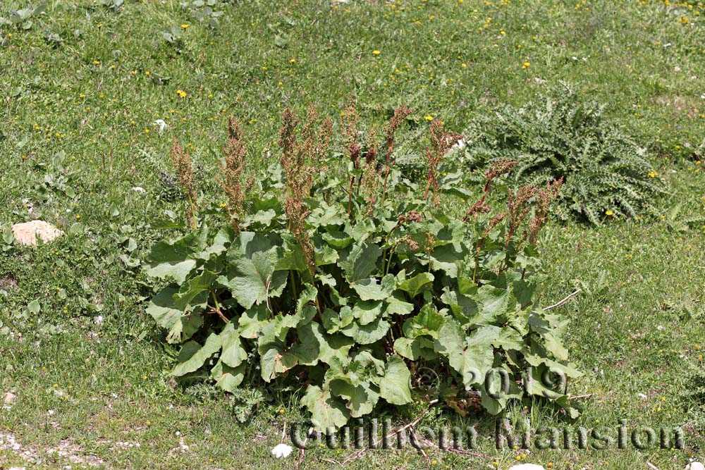 Rumex alpinus