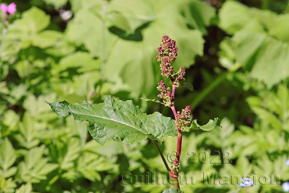 Rumex alpinus