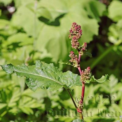 Rumex alpinus