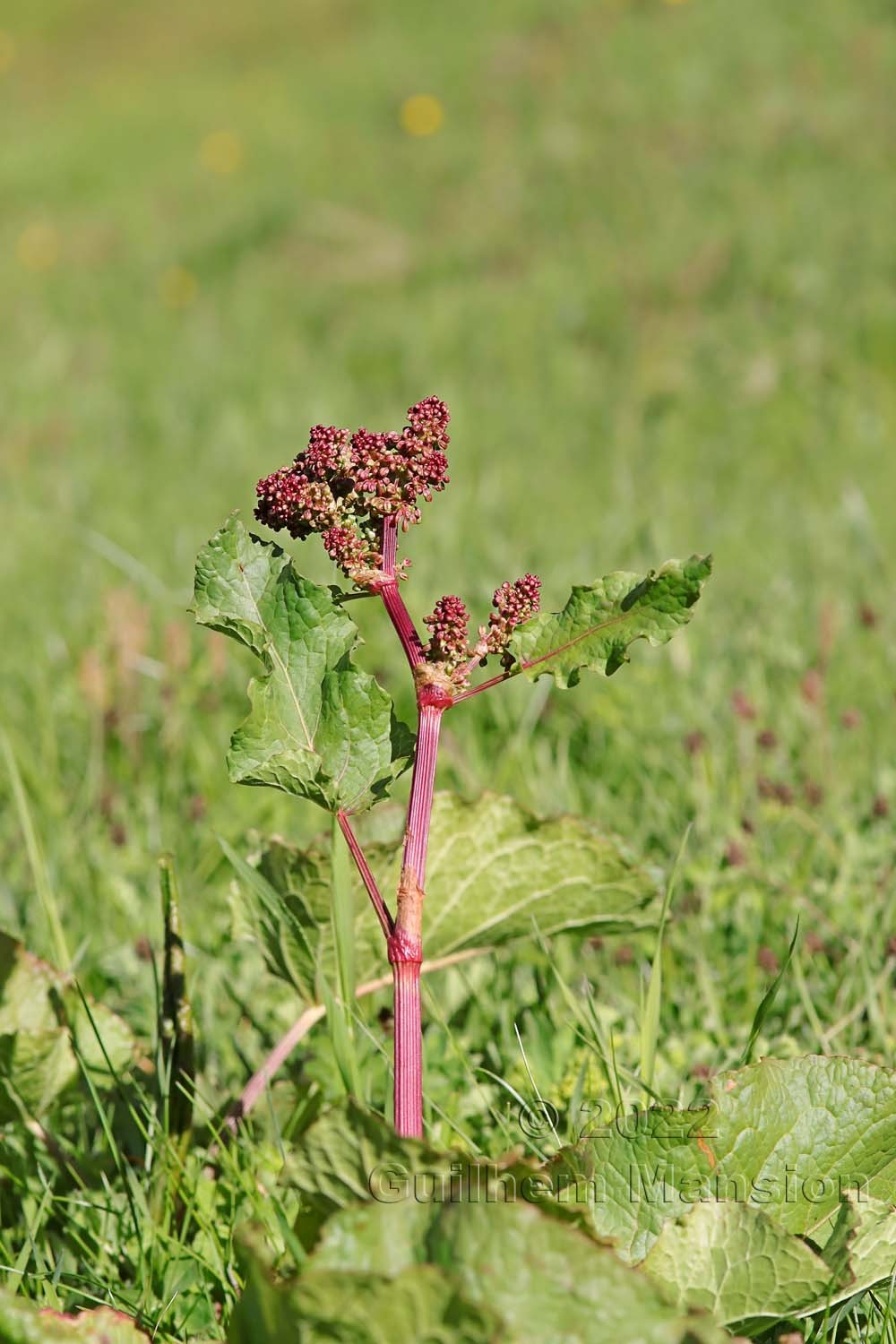 Rumex alpinus