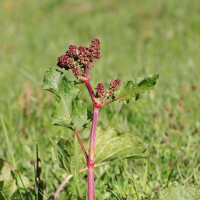 Rumex alpinus