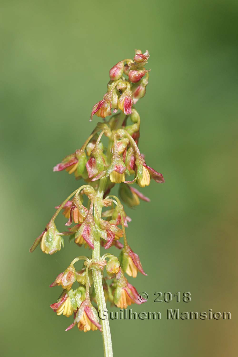 Rumex alpinus