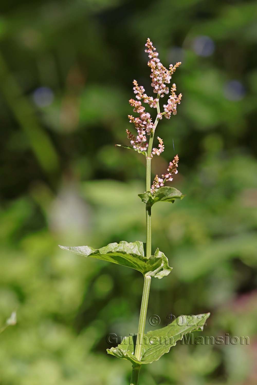 Rumex arifolius