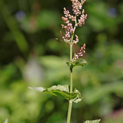 Rumex arifolius