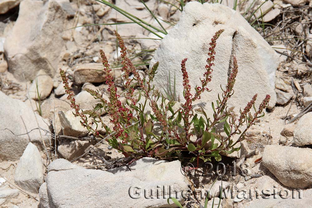 Rumex bucephalophorus