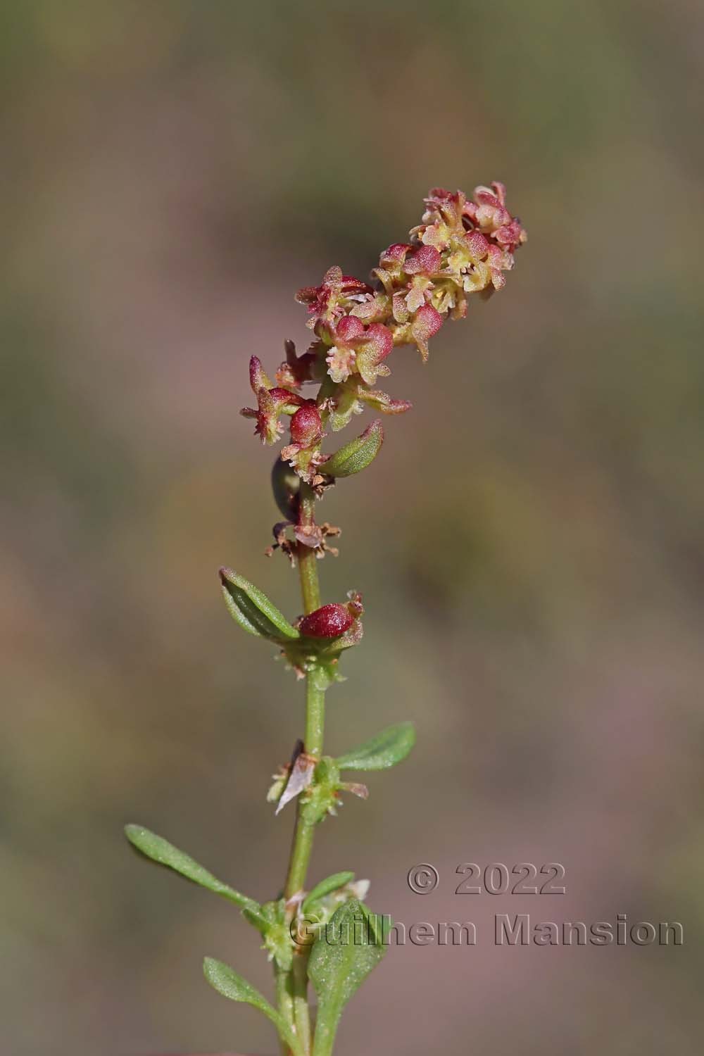 Rumex bucephalophorus