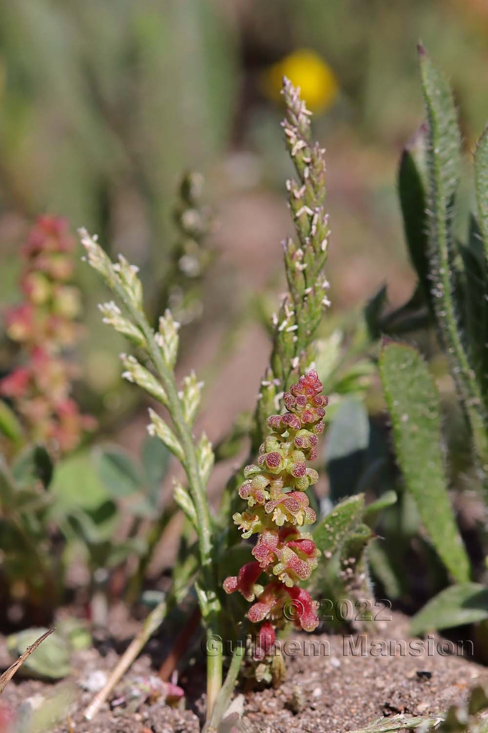 Rumex bucephalophorus