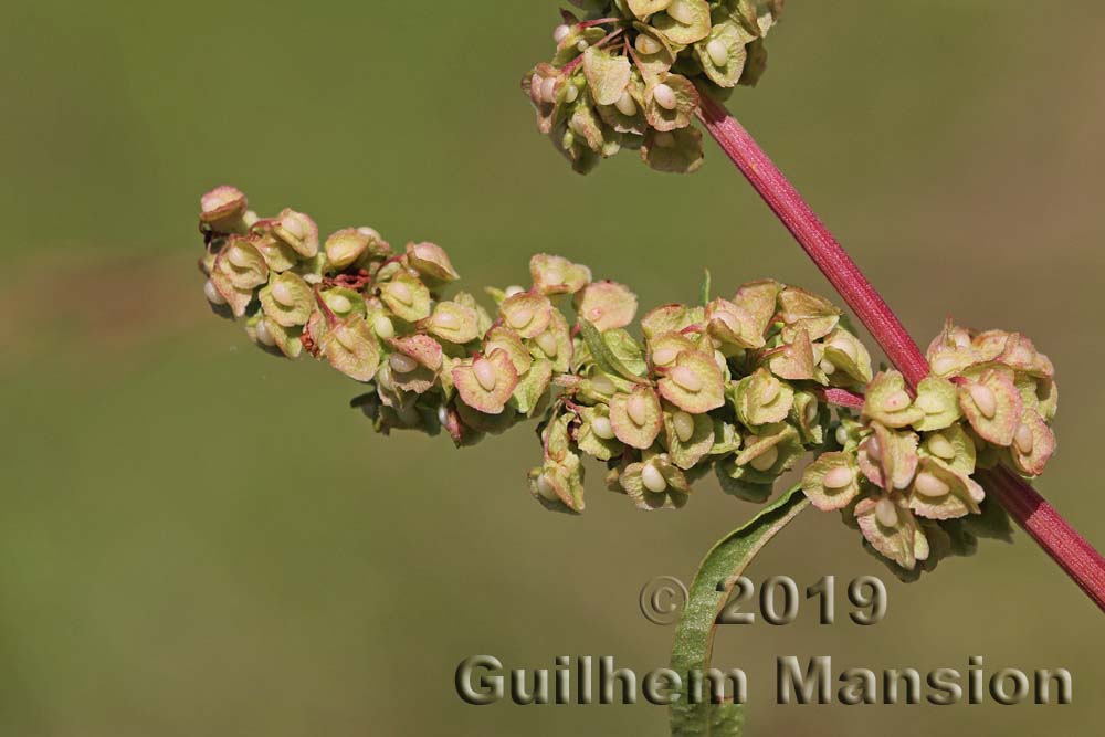 Rumex crispus