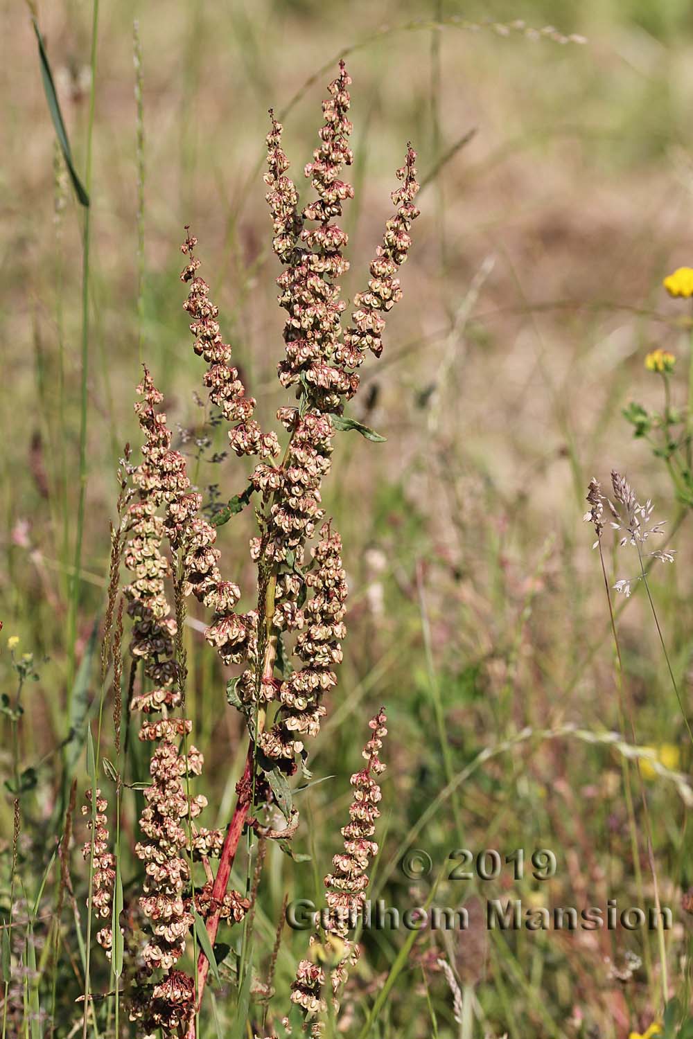 Rumex crispus