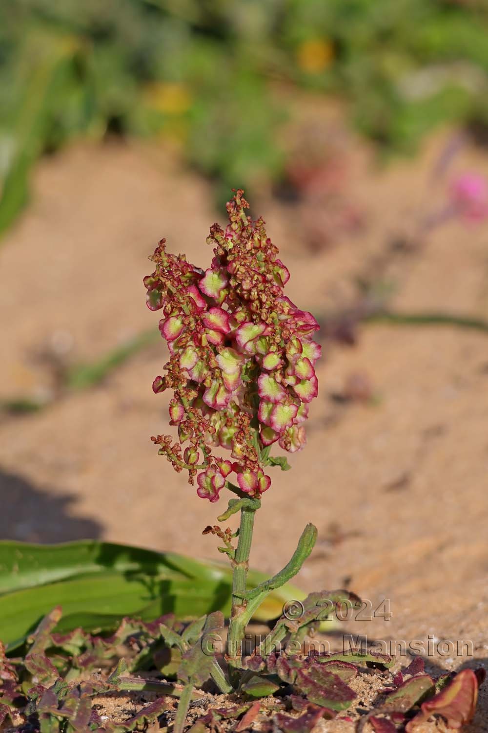 Rumex intermedius