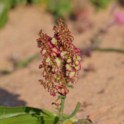 Rumex intermedius
