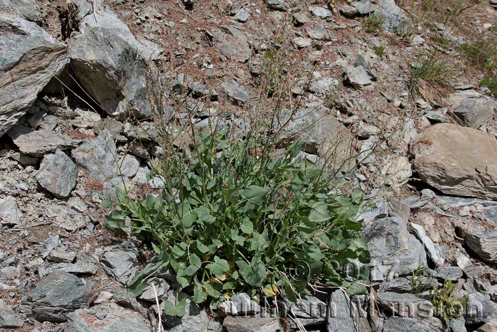 Rumex scutatus