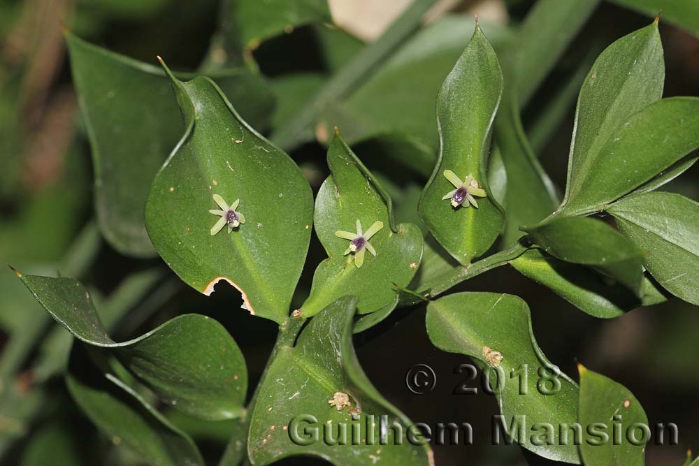 Ruscus aculeatus