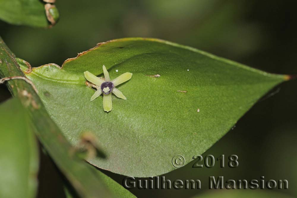 Ruscus aculeatus