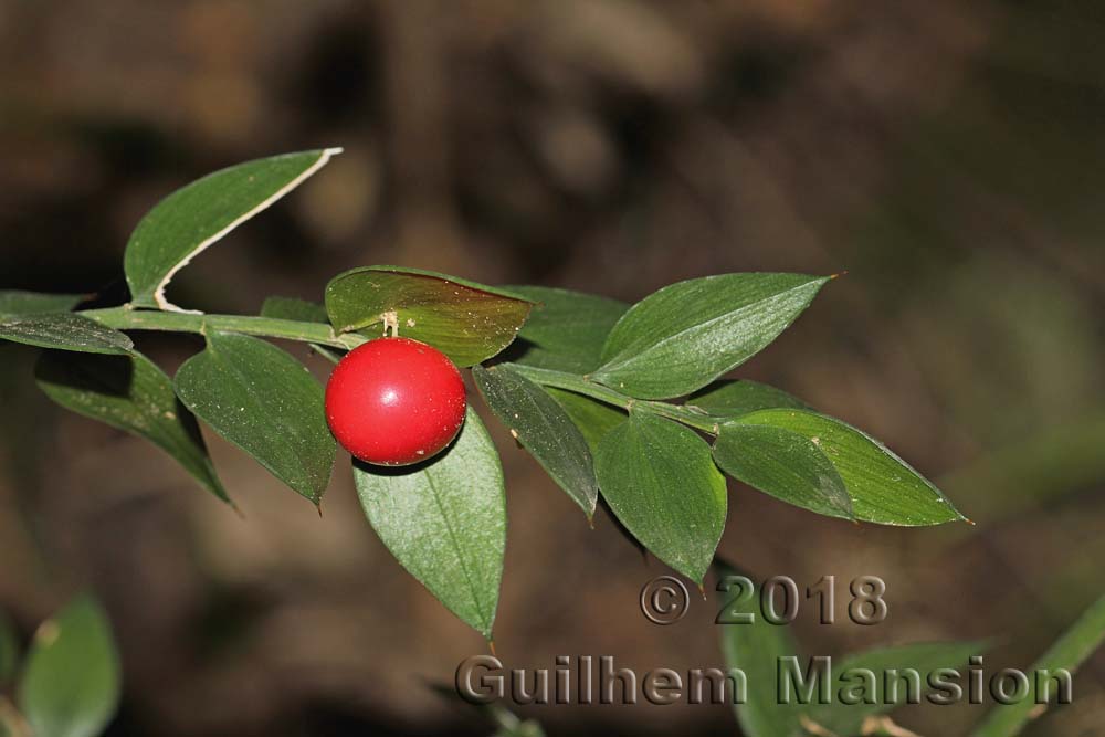 Ruscus aculeatus