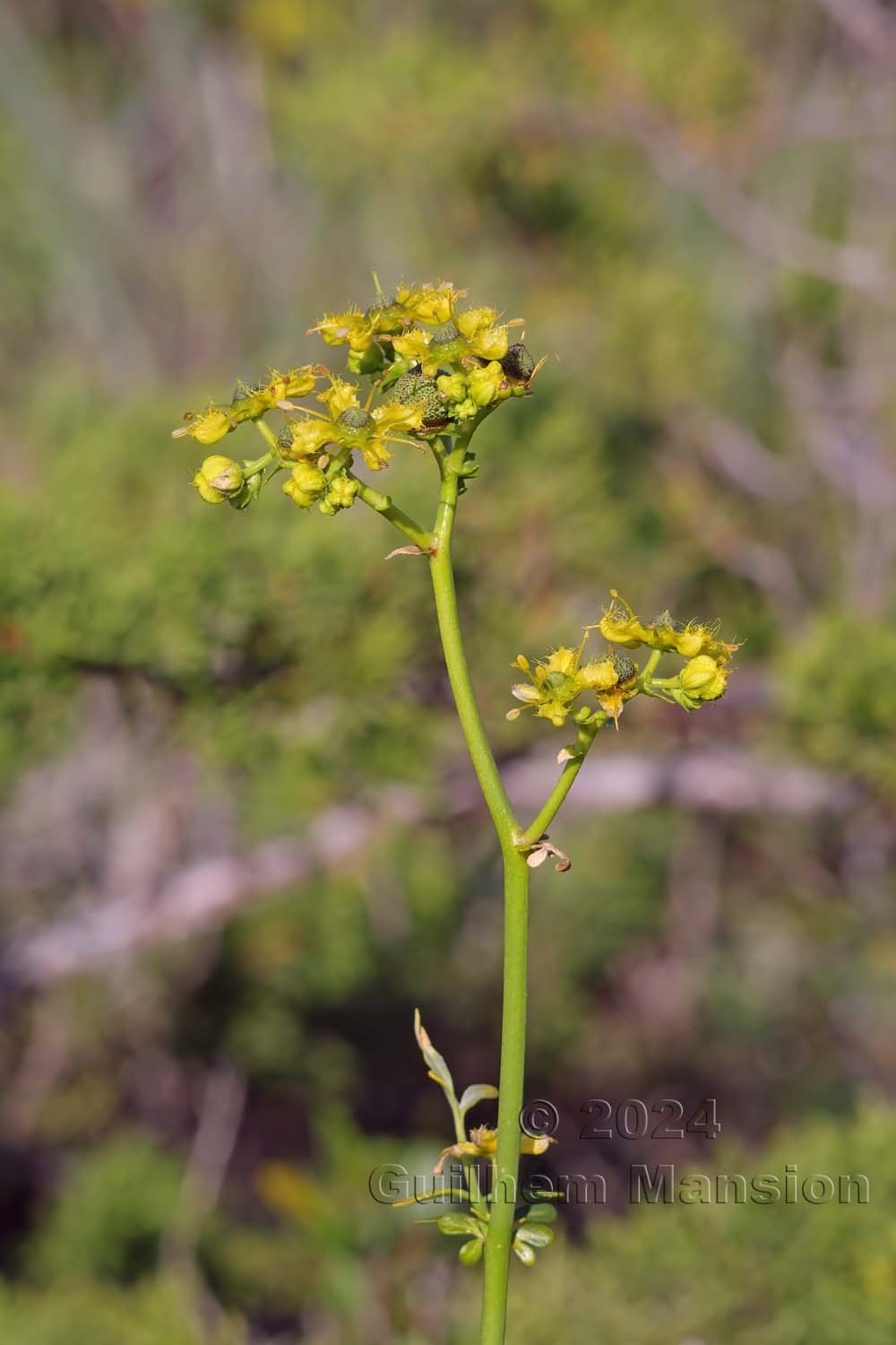 Ruta angustifolia