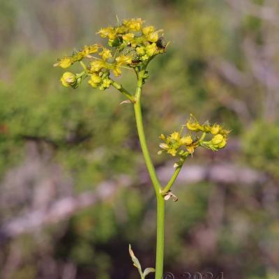 Ruta angustifolia