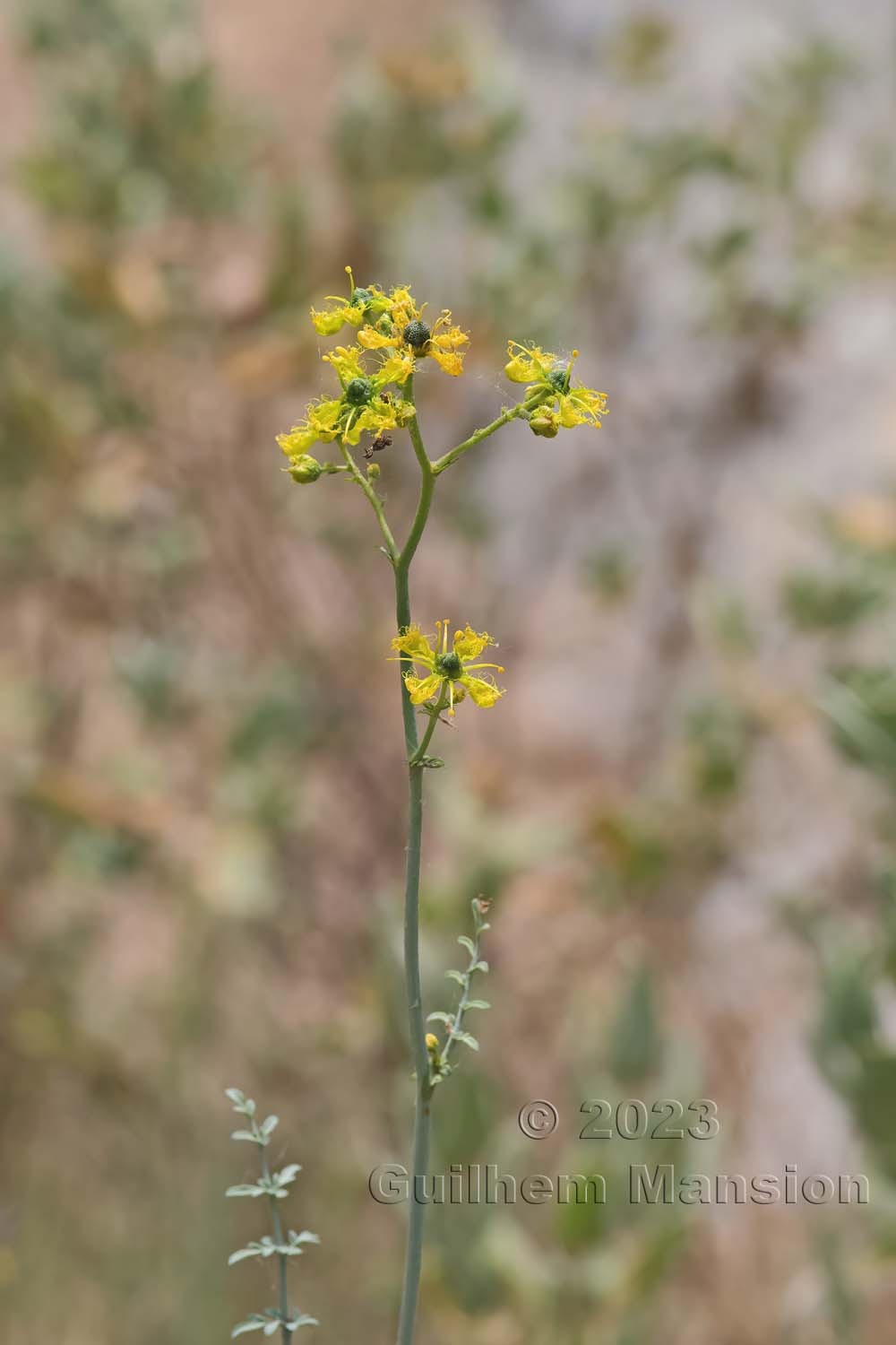 Ruta angustifolia