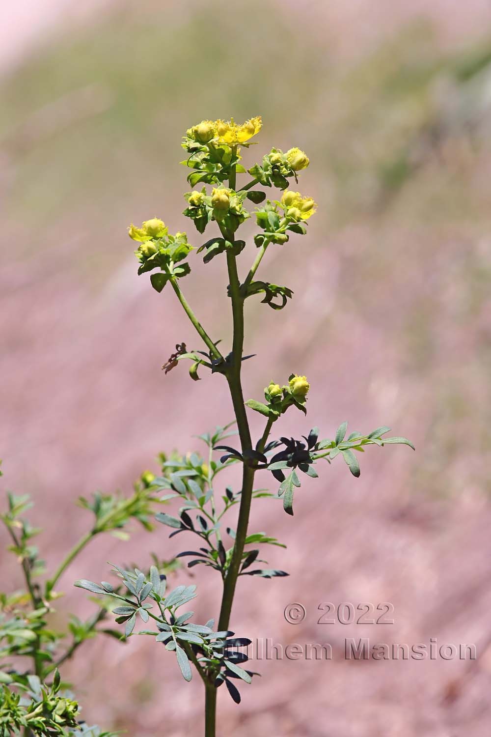 Ruta chalepensis