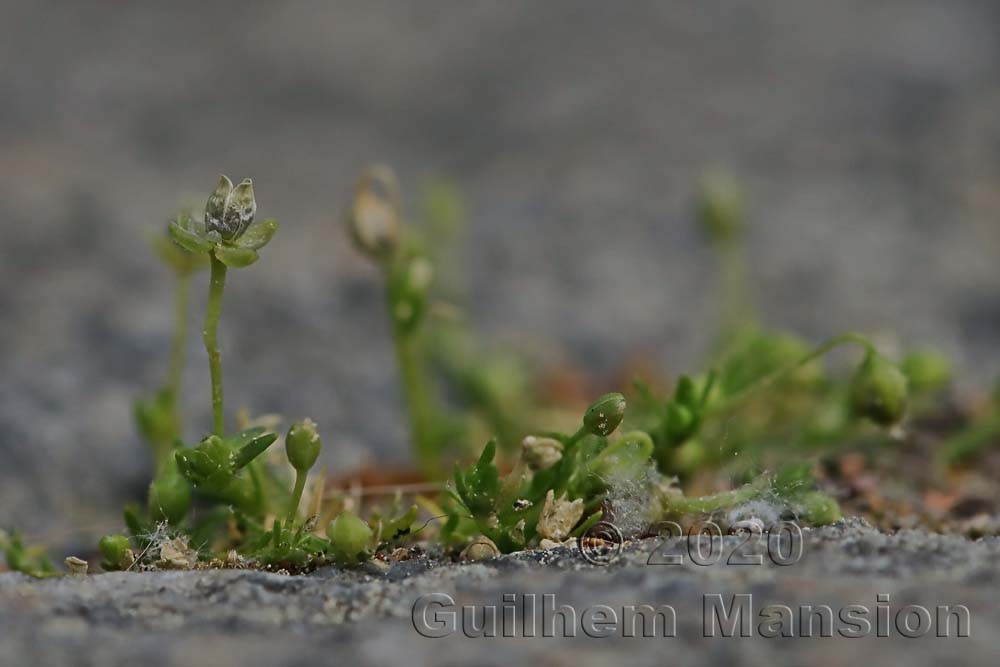 Sagina procumbens