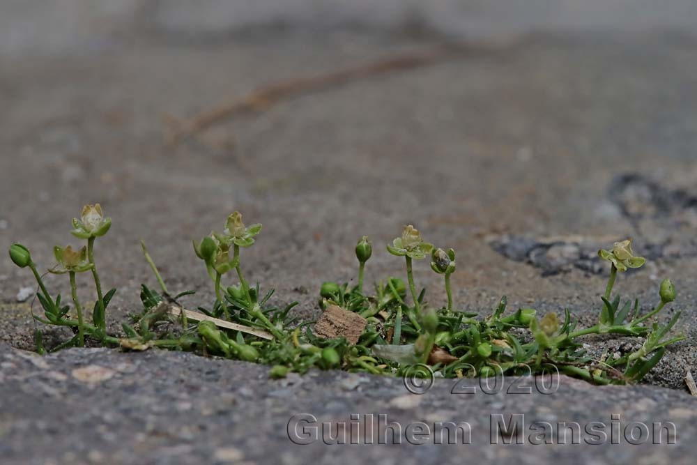 Sagina procumbens