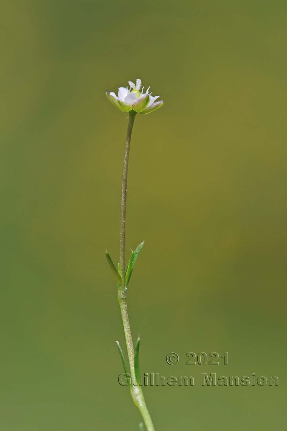 Sagina saginoides