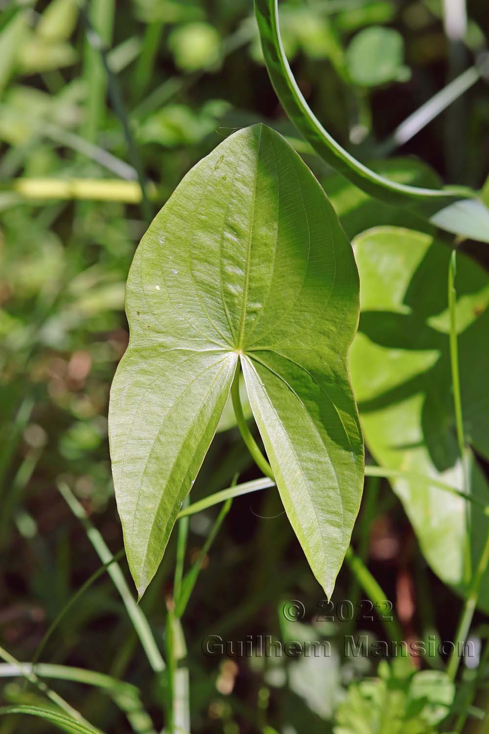 Sagittaria latifolia