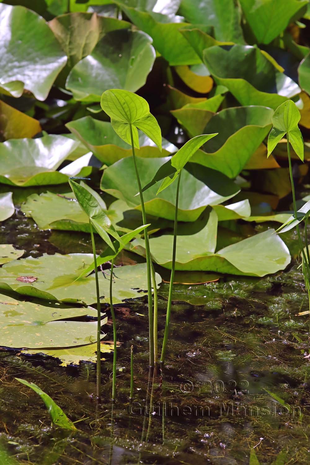 Sagittaria latifolia