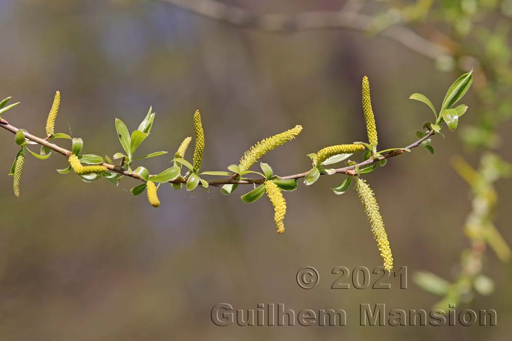 Salix alba