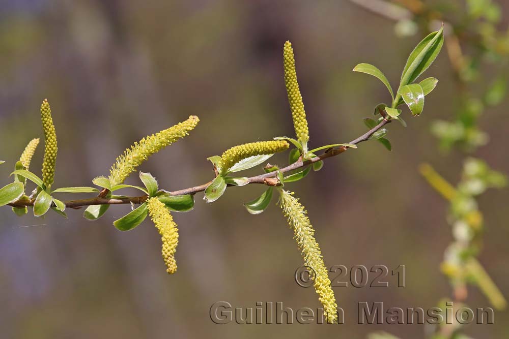 Salix alba